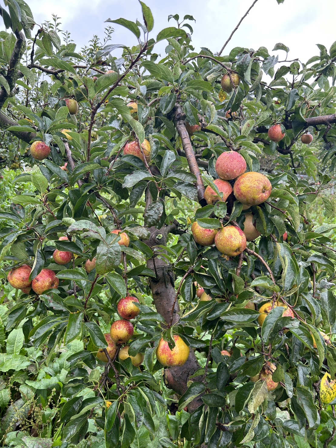 千秋園3 千秋園3